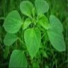 CROW Neotea Kuppaimeni Powder (Acalypha Indica),500g view 3