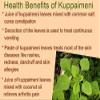 CROW Neotea Kuppaimeni Powder (Acalypha Indica),500g view 4
