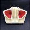 Life -Size Dental Implant Model, Training Teeth Model Maxillary Sinus Lifting Training Model, Doctor-Patient Communication Dental Teeth Implant Model Teeth Dental (A) view 2