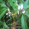 CROW Mavilanga Pattai Powder 100g | Varun Chhal | Barna | Crataeva Nurvala Bark Powder view 3