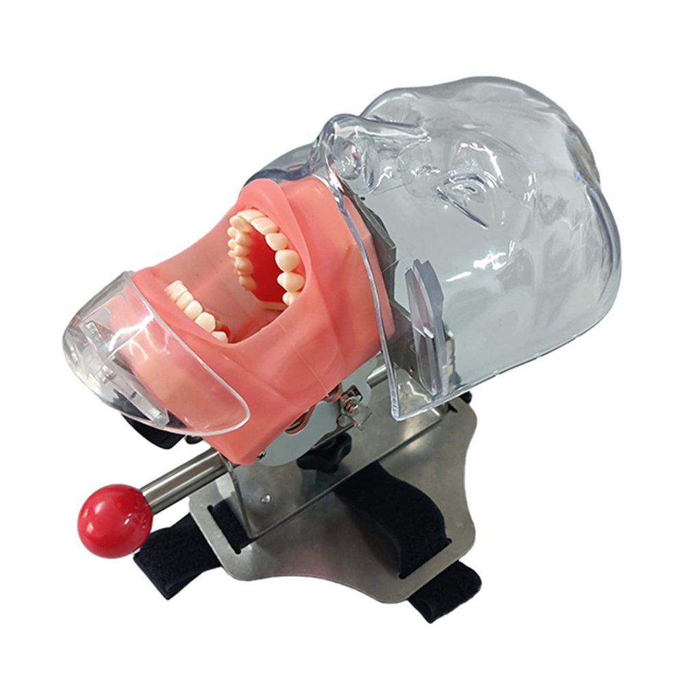 Dental Simulation Simple Head Mold - Dental Mannequin Simple Practice Removable Stomatology Teaching Tooth Preparation Orthodontic Restoration Headform