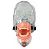 Dental Simulation Simple Head Mold - Dental Mannequin Simple Practice Removable Stomatology Teaching Tooth Preparation Orthodontic Restoration Headform view 3