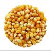 Organic Popping Corn 2.5kg (BWFO) view 2