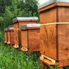 Bee Baltic Raw Linden Honey 1kg - Unpasteurised, Unprocessed, Pesticide-free & Pure Honey from Real Beekeepers view 3