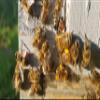 Black Seed Honey/Raw UK Honey/Organic Nigella Infused in British Honey  Pure RAW Honey In Glass Jar (227g) view 4