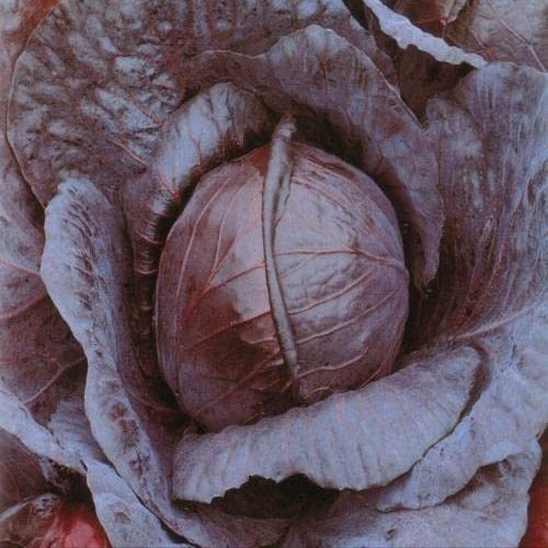 1000 SEMI CAVOLO CAPPUCCIO BLACK HEAD 2 [3 GRAMMI
