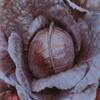 1000 SEMI CAVOLO CAPPUCCIO BLACK HEAD 2 [3 GRAMMI view 1