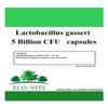 Lactobacillus Gasseri 5 Billion cfu (120 caps) Energy Metabolism and Fat Storage view 1