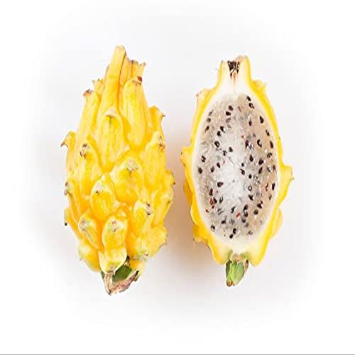 Fresh sweet yellow pitahaya - yellow dragon fruit - Sourced from Ecuador by My Exotic Fruit