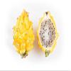 Fresh sweet yellow pitahaya - yellow dragon fruit - Sourced from Ecuador by My Exotic Fruit view 1