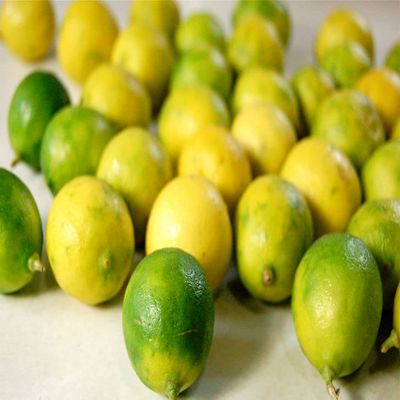Fresh seeded key limes x 20. Grown in Egypt - Sourced by My Exotic Fruit