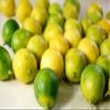 Fresh seeded key limes x 20. Grown in Egypt - Sourced by My Exotic Fruit view 1