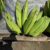 Burro banana X10 - seeded banana - Exotic fruit - Fresh from the Caribbean view 1