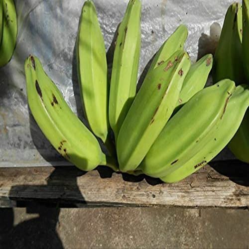 Burro banana X3 - seeded banana - Exotic fruit - Fresh from the Caribbean