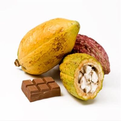 Cacao fruit - cocoa pods - Exotic fruit - Fresh from the Caribbean - Sourced by My Exotic Fruit