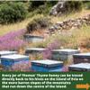 Thomas Certified Organic Raw Greek Wild THYME HONEY, 490g - Antibacterial, Pure Wilderness HONEY, Unpasteurised, Single Origin - The Raw Honey Shop view 4