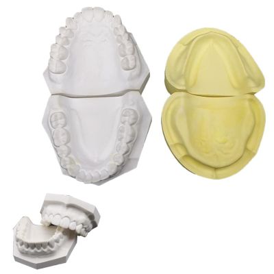 2 PCS Plaster Tooth Model Dental Model - High Simulated Plaster Tooth Model - Simulated Oral Tooth Teeth Mould for Dental Teaching and Studying