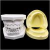 2 PCS Plaster Tooth Model Dental Model - High Simulated Plaster Tooth Model - Simulated Oral Tooth Teeth Mould for Dental Teaching and Studying view 2