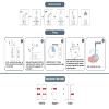 Chlamydia Test GP Pro Kit Male or Female STI Confidential and Anonymous view 2