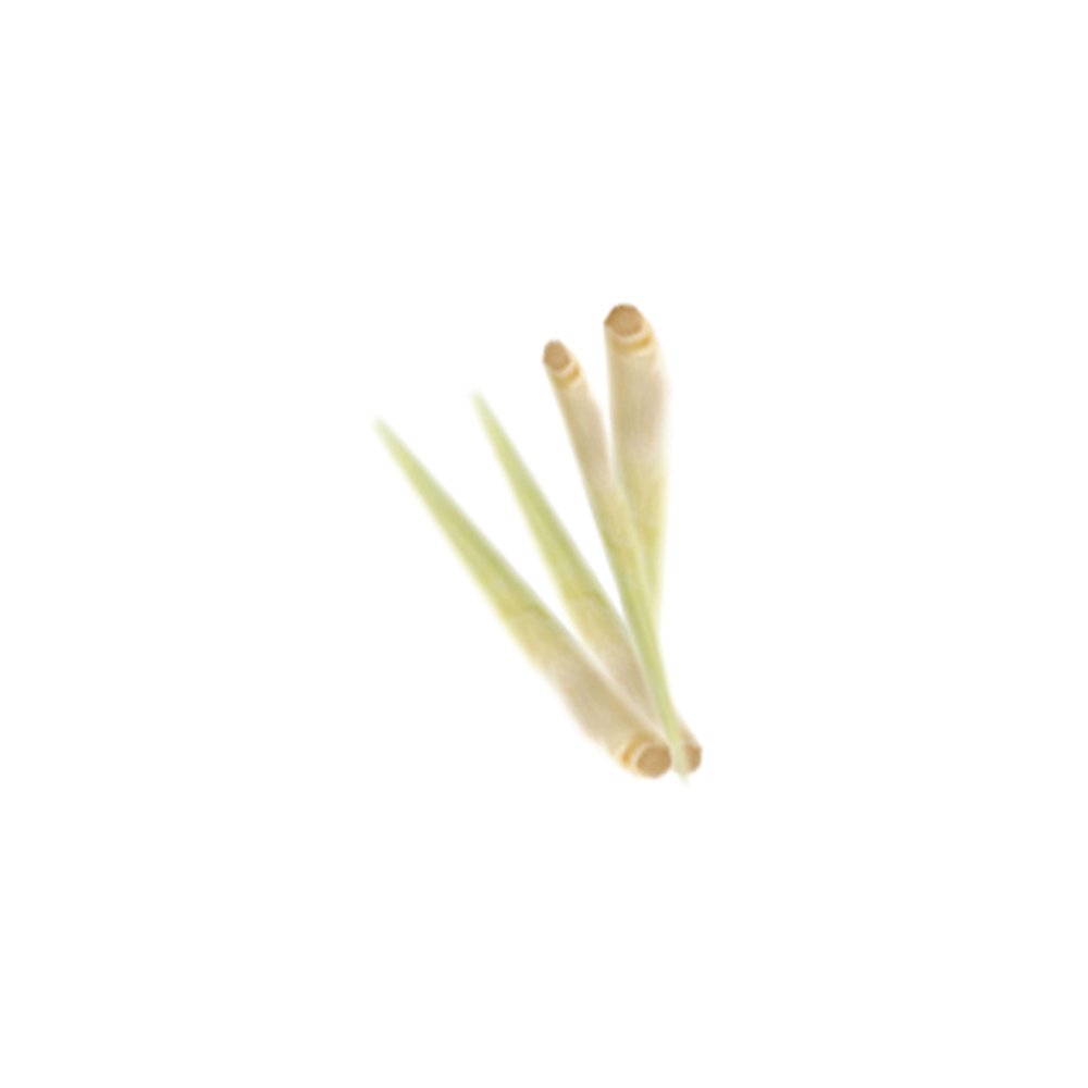 Vsorce4u 100g Fresh Lemongrass Lemon Grass Cooking Leaves