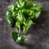 Fresh jalapeo chilli - Expertly source from Mexico by My Exotic Fruit (1kg) view 2