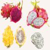 Fresh dragon fruit selection box - white, red and yellow dragon fruit! - Expertly sourced by My Exotic Fruit view 1