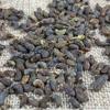 cn herb 250g Privet Fruit The Grain Is Full Free of Impurities and Does Not Smoke Sulfur view 3