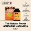 Bacillus Coagulans Probiotics for Gut Health 500 Million CFU Live Tablets in Compostable Refill Pouch Spore Probiotics Plastic Free Food Supplement Made in UK Godo view 2