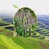 cn herb 250g Patchouli is Hand-Selected in Sulfur-Free Bulk view 4