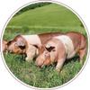 The Real Guanciale Gourmet Since 1905 whole from Italian Pigs 1.2 kg, gluten-free allergen-free handmade product view 4