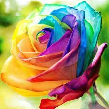 50 pezzi di semi di Fiori olandesi rosa arcobaleno