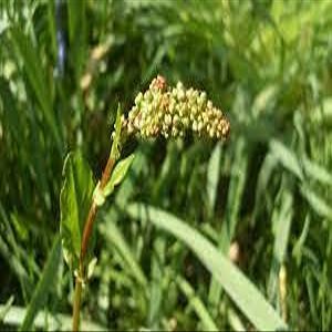 100 pezzi di semi di piante Rumex Acetosa