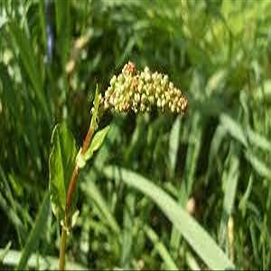 100 pezzi di semi di piante Rumex Acetosa