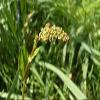 100 pezzi di semi di piante Rumex Acetosa view 1