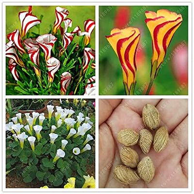2 pezzi di semi di Fiori Oxalis