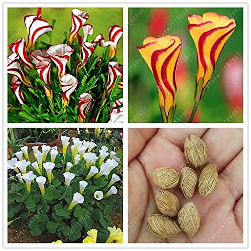 2 pezzi di semi di Fiori Oxalis