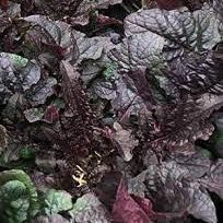 8 pezzi di semi di piante Viola Salvia lyrata