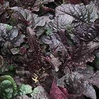 8 pezzi di semi di piante Viola Salvia lyrata