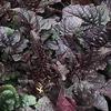 8 pezzi di semi di piante Viola Salvia lyrata view 1