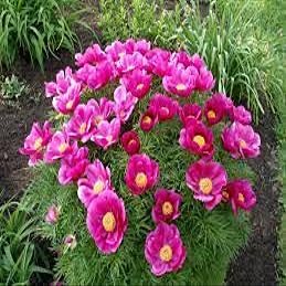 20 pezzi di semi di Fiori di peonia Fernleaf