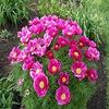 20 pezzi di semi di Fiori di peonia Fernleaf view 1
