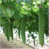 20 pezzi di semi di ortaggi balsamo pera Zucca Amara view 1