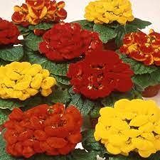 50 pezzi di semi di Fiori di Pantofola Calceolaria