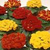 50 pezzi di semi di Fiori di Pantofola Calceolaria view 1