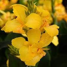 10 pezzi di semi di Fiori di Giglio di Canna in Fiore Giallo