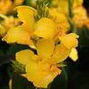 10 pezzi di semi di Fiori di Giglio di Canna in Fiore Giallo view 1