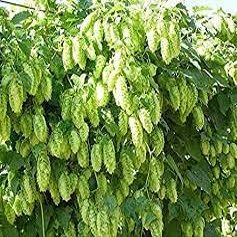 20 pezzi di semi di Fiori Humulus Lupulus
