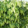 20 pezzi di semi di Fiori Humulus Lupulus view 1