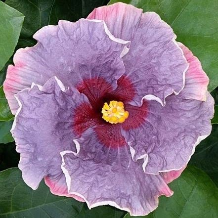 10 pezzi di semi di Fiori di ibisco Mirtillo