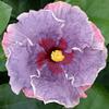 10 pezzi di semi di Fiori di ibisco Mirtillo view 1